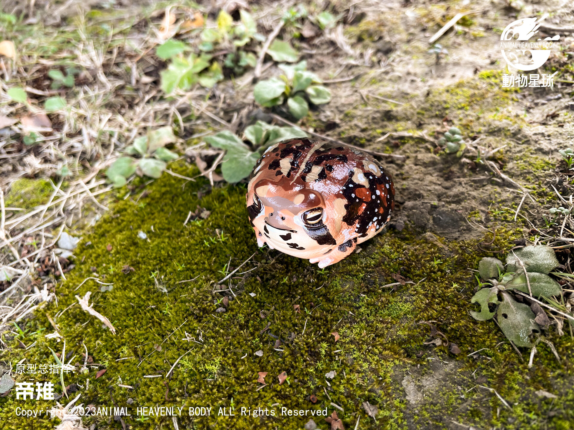 AHB Series 13 / Breviceps Adspersus - Common Rain Frog / Frog