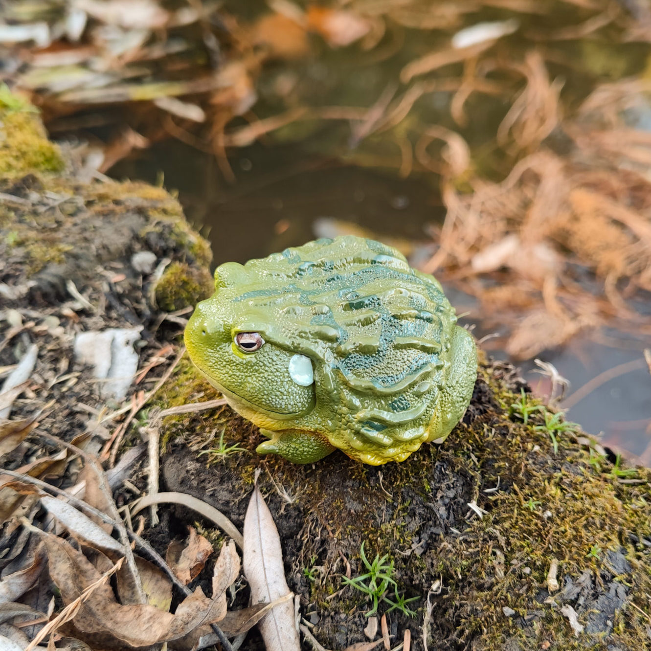 FROGS 2013年版 AHB Series 13 / Pyxicephalus Adspersus - African Bullfrog