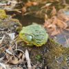 AHB Series 13 / Pyxicephalus Adspersus - African Bullfrog / Frog