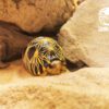 AHB Series 3 / Astrochelys Radiata - Radiated Tortoise / Turtle