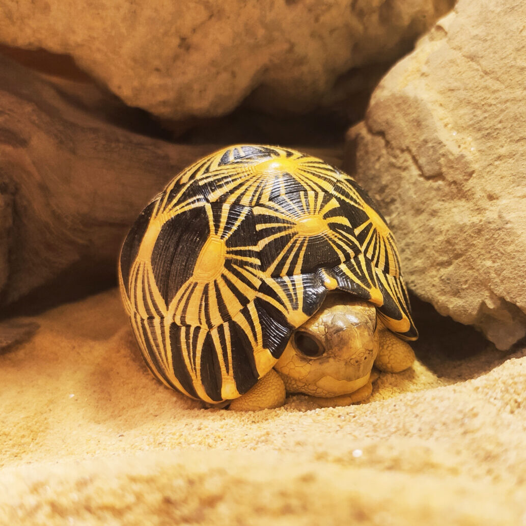 AHB Series 3 / Astrochelys Radiata - Radiated Tortoise / Turtle