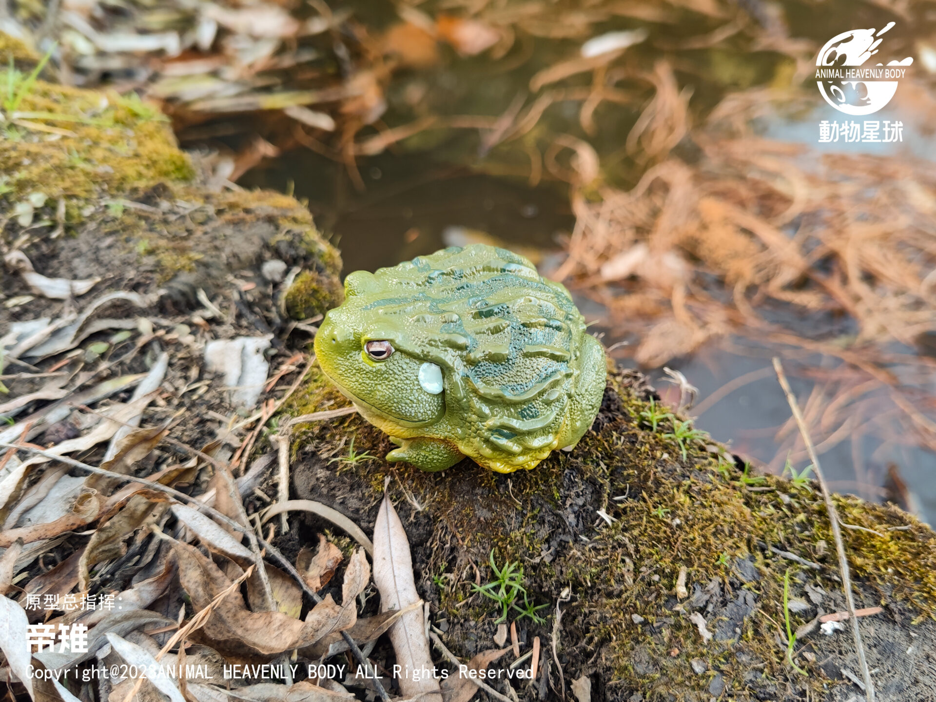 AHB Series 13 / Pyxicephalus Adspersus - African Bullfrog / Frog