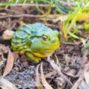AHB Series 13 / Pyxicephalus Adspersus - African Bullfrog / Frog
