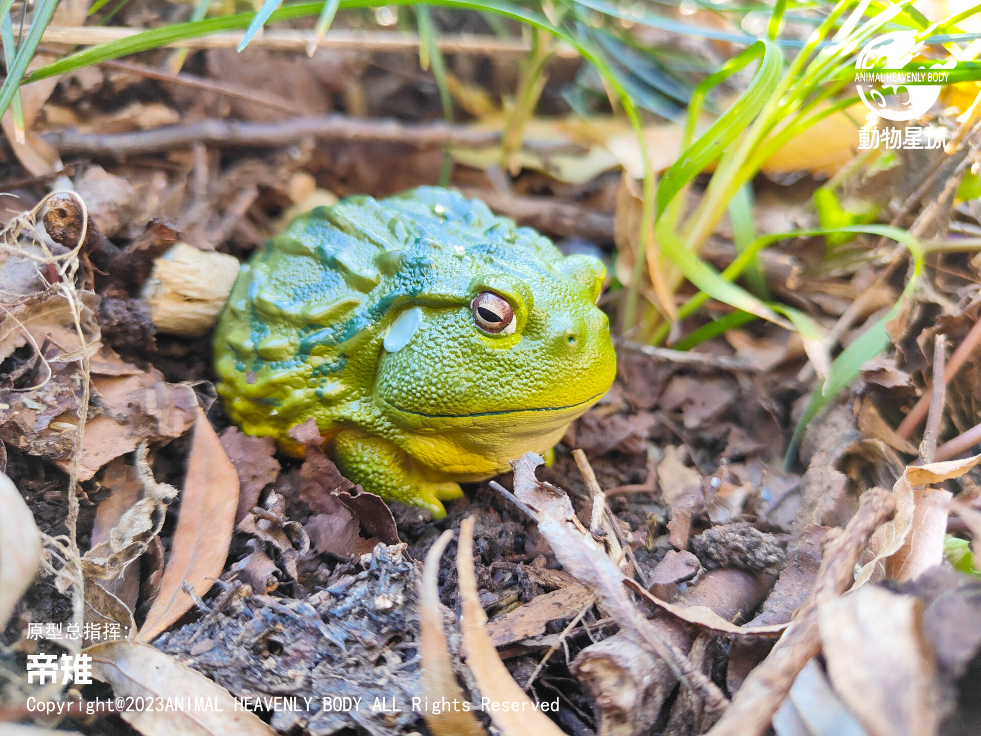AHB Series 13 / Pyxicephalus Adspersus - African Bullfrog / Frog