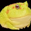 AHB Frog Ceratophrys Cranwelli Horned Frog Yellow Animal Collectible