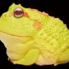 AHB Series 13 / Ceratophrys Cranwelli - Cranwell's Horned Frog / Pikachu (Yellow) / Frog