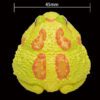 AHB Series 13 / Ceratophrys Cranwelli - Cranwell's Horned Frog / Pikachu (Yellow) / Frog
