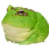 AHB Series 13 / Ceratophrys Cranwelli - Cranwell's Horned Frog / Pacman (Green) / Frog