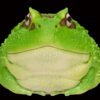 AHB Series 13 / Ceratophrys Cranwelli - Cranwell's Horned Frog / Pacman (Green) / Frog