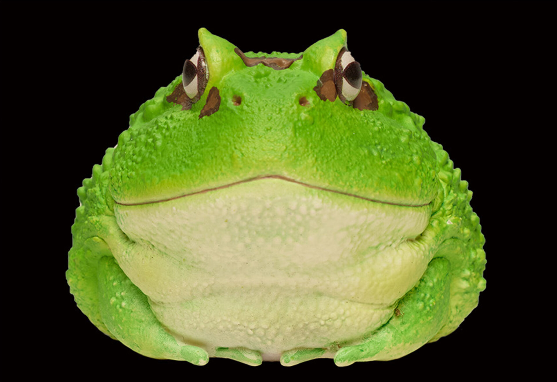 AHB Series 13 / Ceratophrys Cranwelli - Cranwell's Horned Frog / Pacman (Green) / Frog