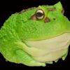 AHB Series 13 / Ceratophrys Cranwelli - Cranwell's Horned Frog / Pacman (Green) / Frog