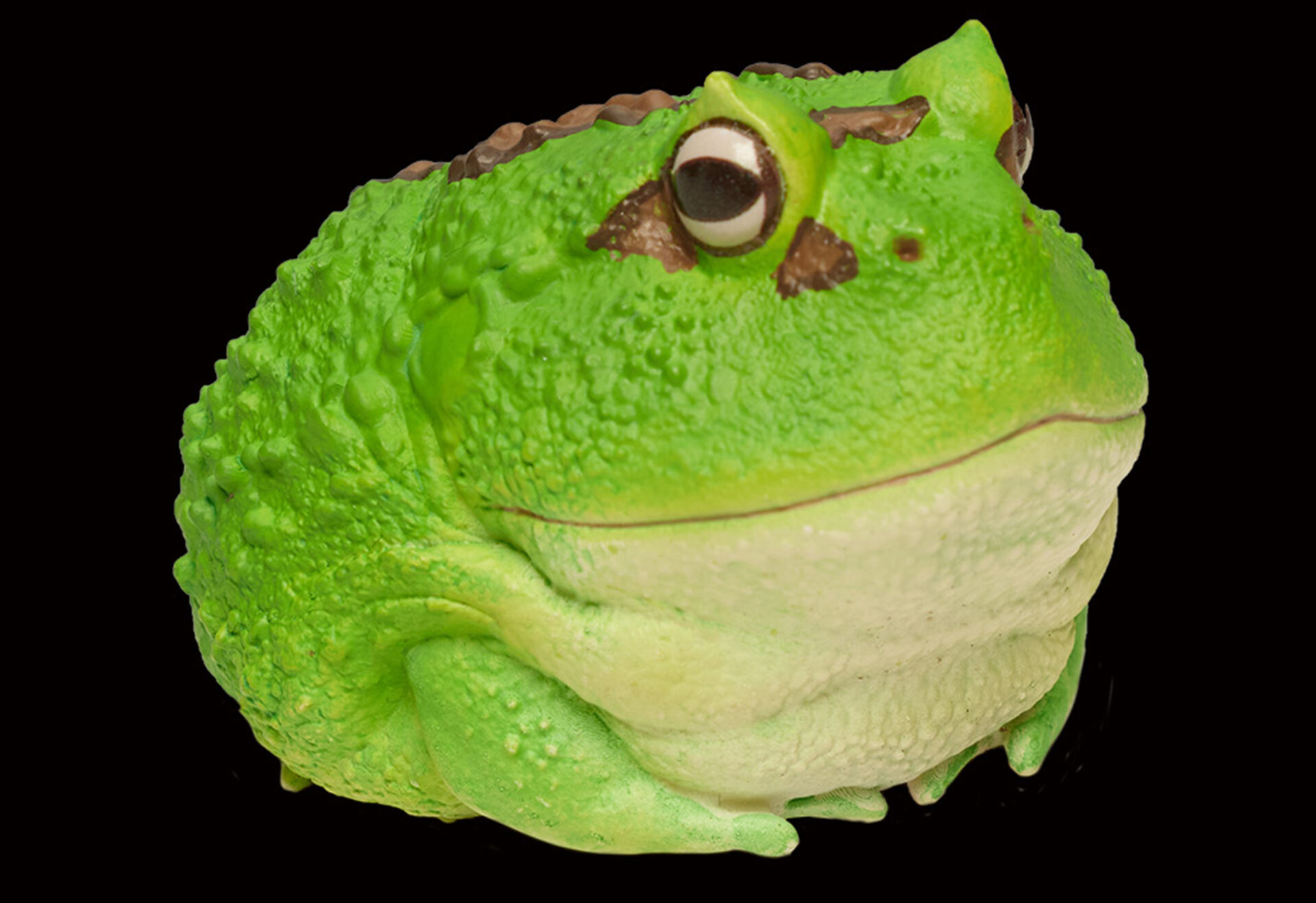AHB Series 13 / Ceratophrys Cranwelli - Cranwell's Horned Frog / Pacman (Green) / Frog