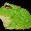 AHB Series 13 / Ceratophrys Cranwelli - Cranwell's Horned Frog / Pacman (Green) / Frog