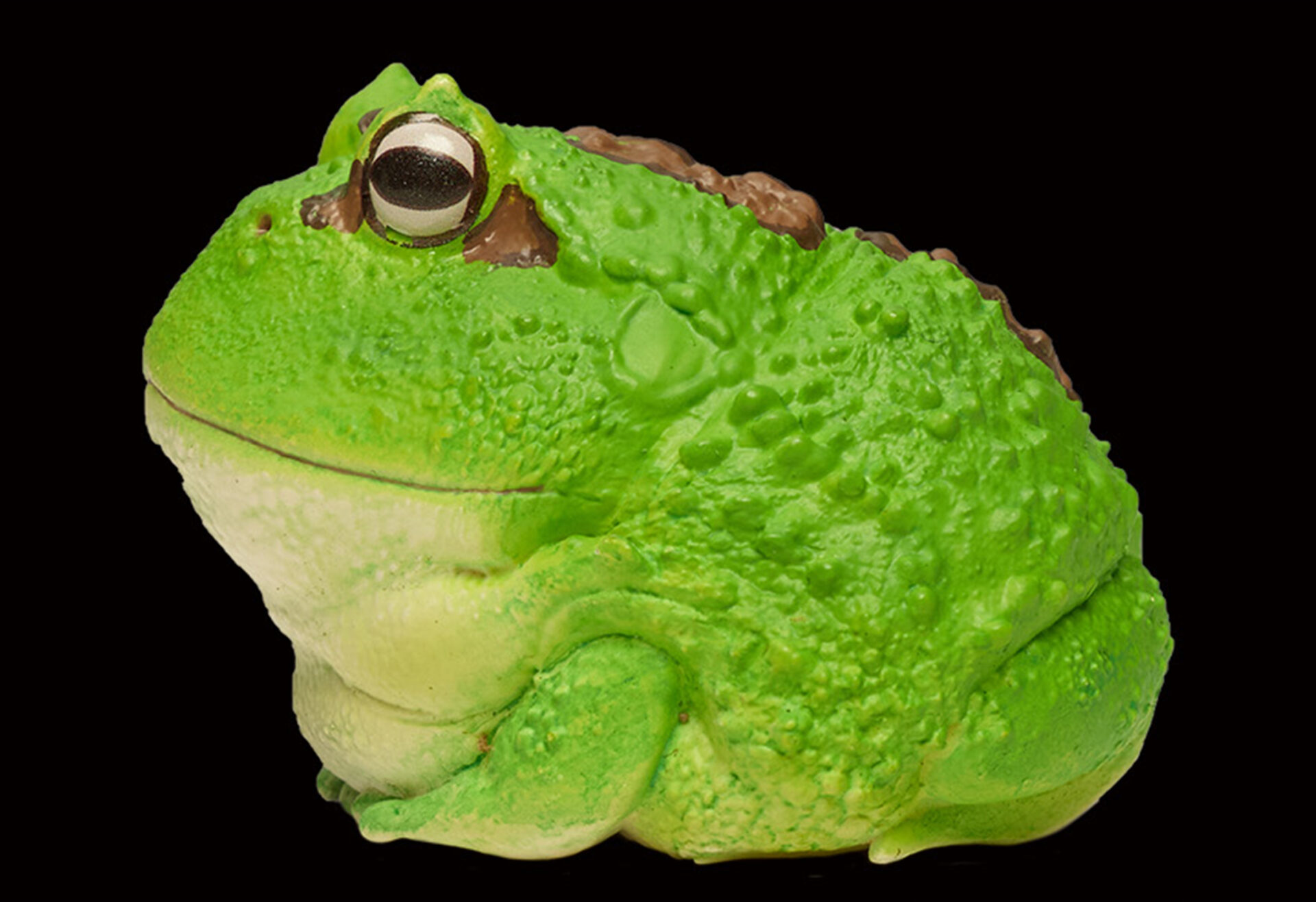 AHB Series 13 / Ceratophrys Cranwelli - Cranwell's Horned Frog / Pacman (Green) / Frog