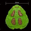 AHB Series 13 / Ceratophrys Cranwelli - Cranwell's Horned Frog / Pacman (Green) / Frog