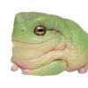AHB Series 13 / Litoria Caerulea - Green Tree Frog / Frog