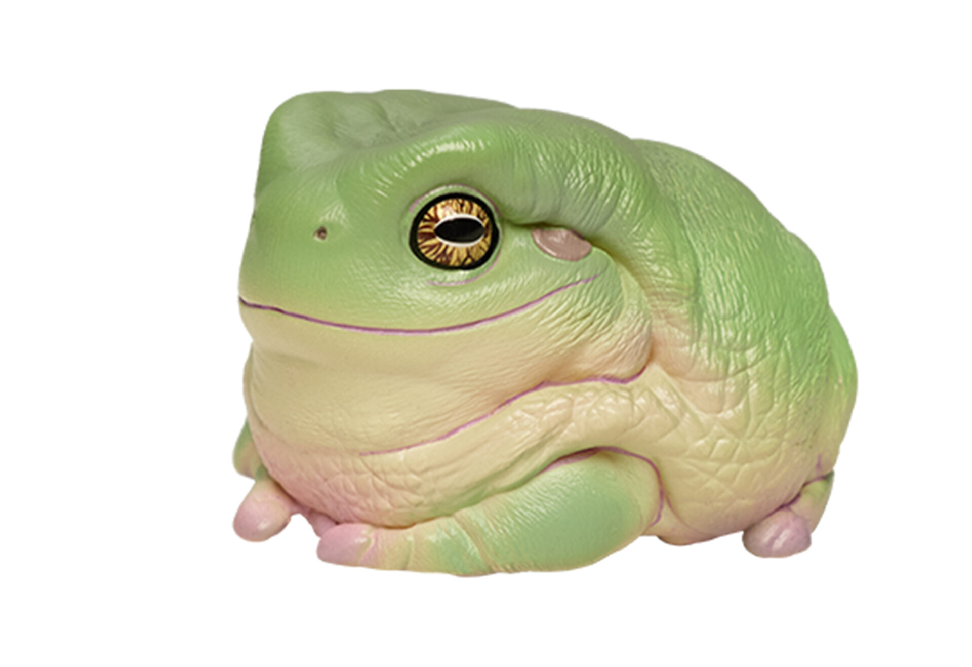 AHB Series 13 / Litoria Caerulea - Green Tree Frog / Frog