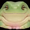AHB Series 13 / Litoria Caerulea - Green Tree Frog / Frog