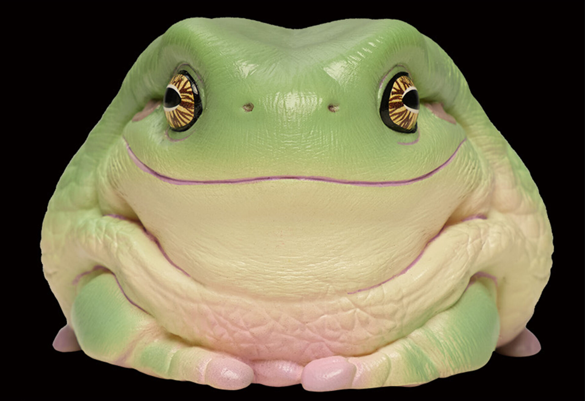 AHB Series 13 / Litoria Caerulea - Green Tree Frog / Frog