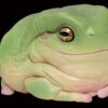 AHB Series 13 / Litoria Caerulea - Green Tree Frog / Frog