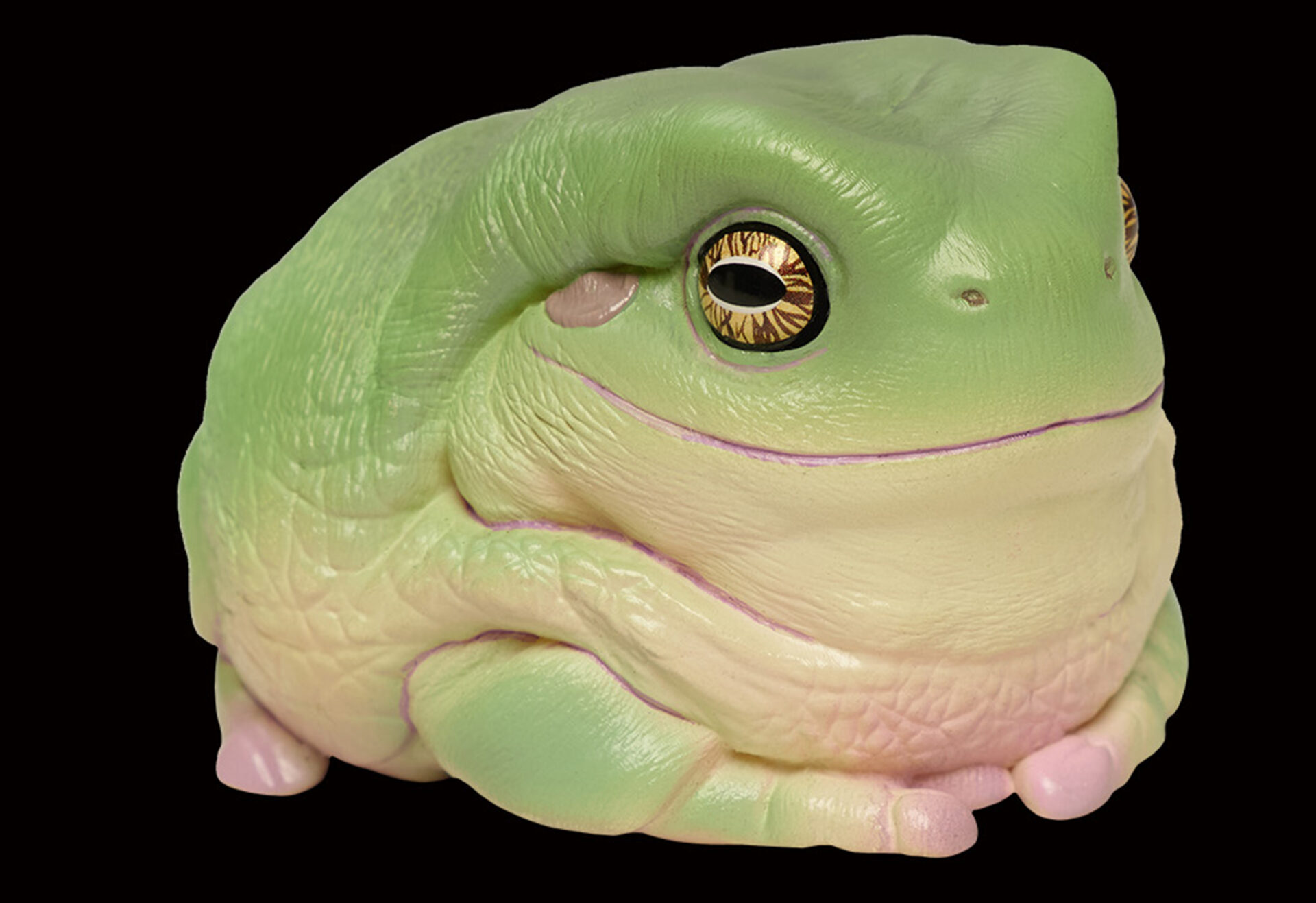 AHB Series 13 / Litoria Caerulea - Green Tree Frog / Frog