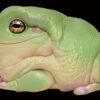 AHB Series 13 / Litoria Caerulea - Green Tree Frog / Frog