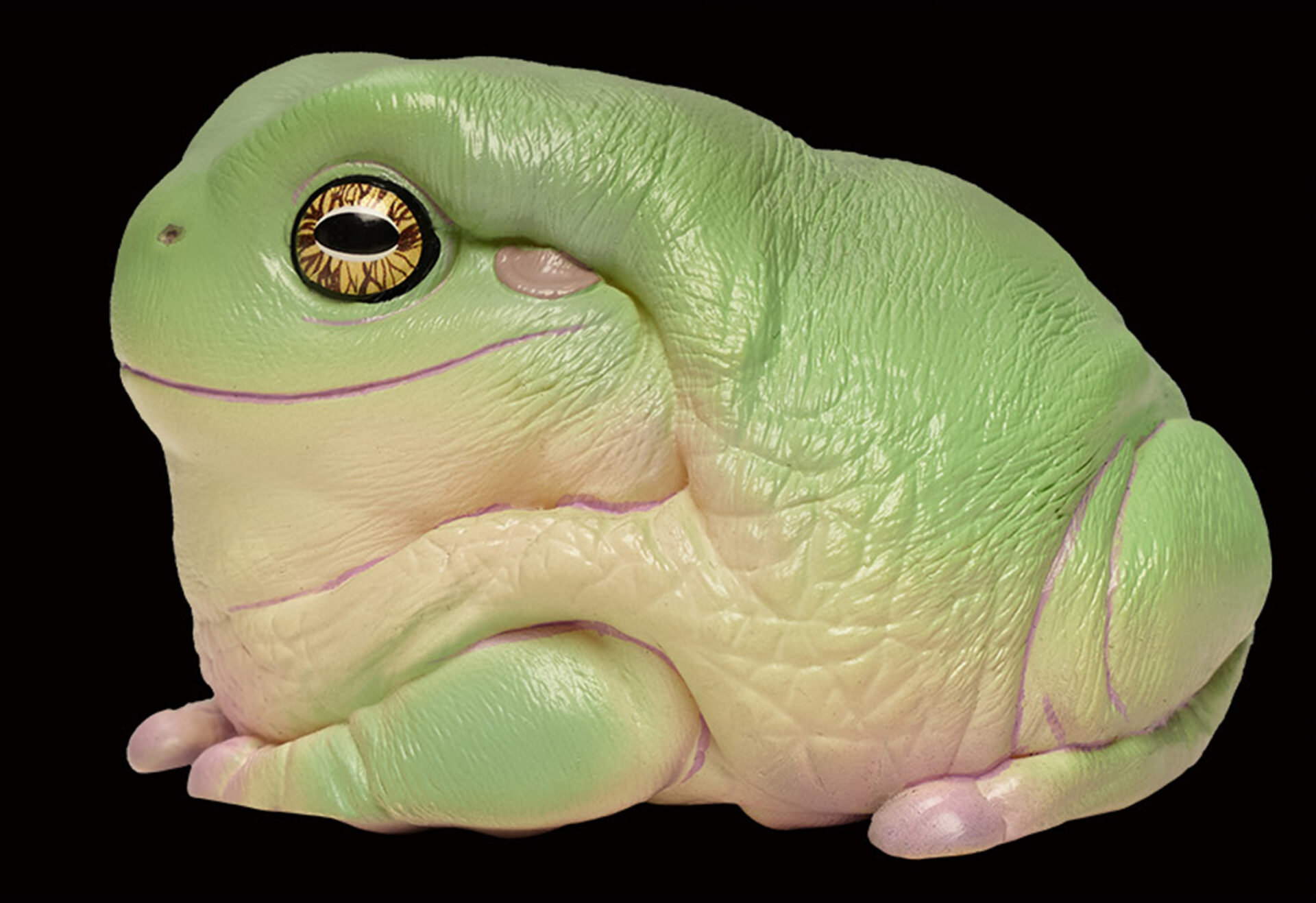 AHB Series 13 / Litoria Caerulea - Green Tree Frog / Frog