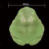 AHB Series 13 / Litoria Caerulea - Green Tree Frog / Frog