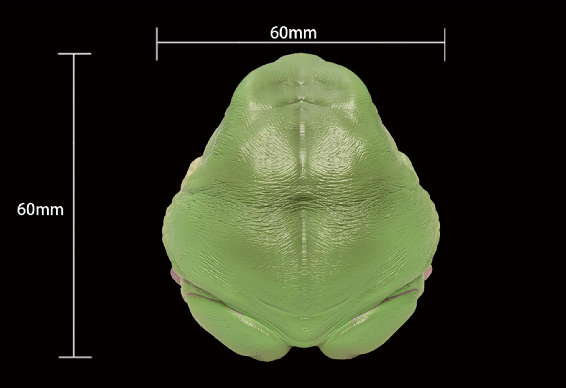 AHB Series 13 / Litoria Caerulea - Green Tree Frog / Frog