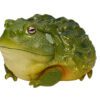 AHB Series 13 / Pyxicephalus Adspersus - African Bullfrog / Frog