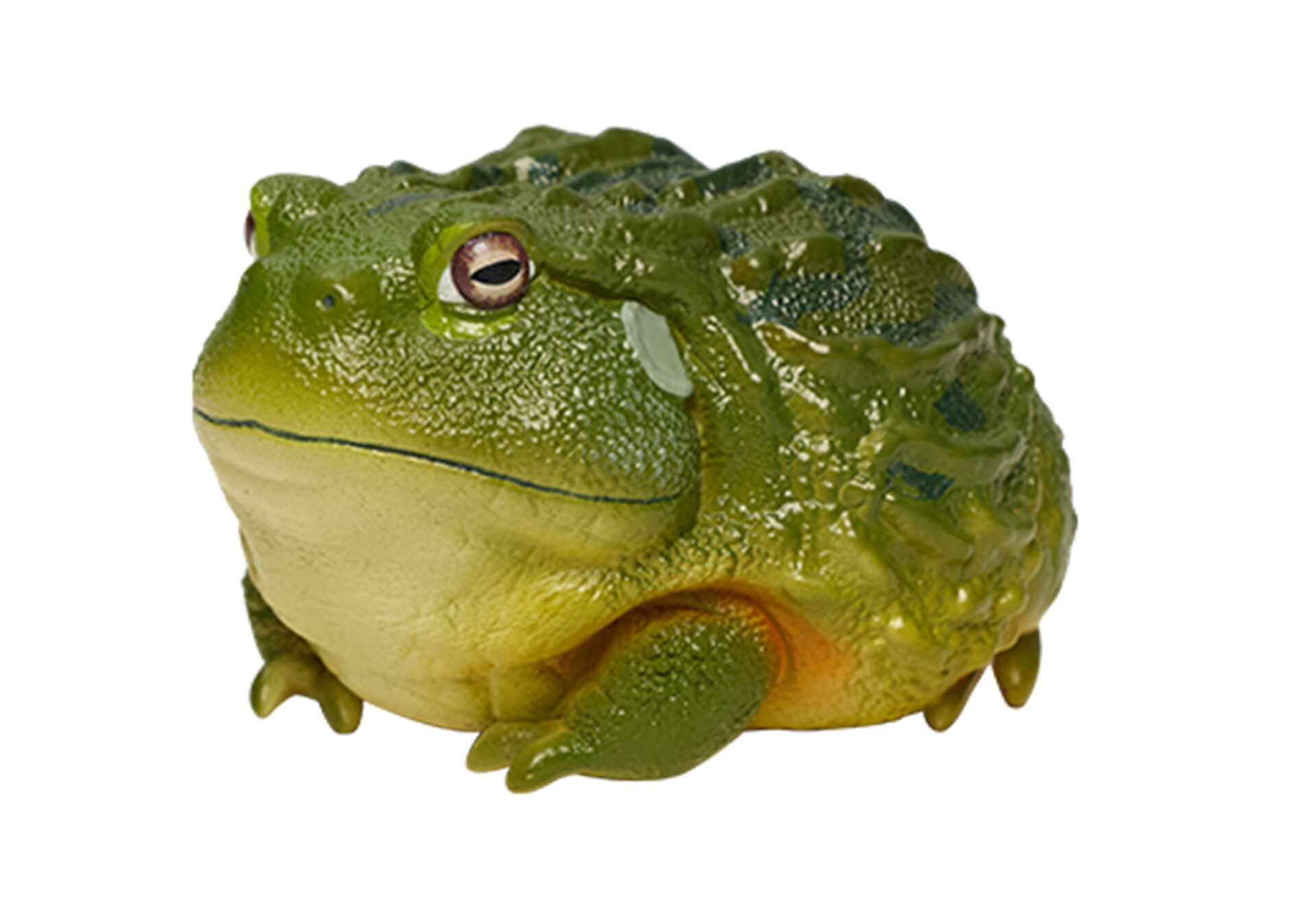 AHB Series 13 / Pyxicephalus Adspersus - African Bullfrog / Frog