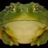 AHB Series 13 / Pyxicephalus Adspersus - African Bullfrog / Frog