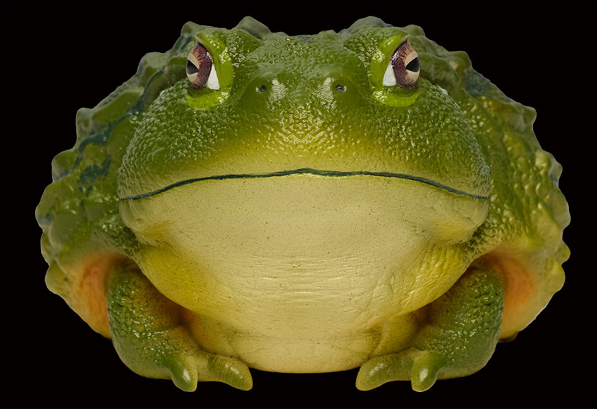 AHB Series 13 / Pyxicephalus Adspersus - African Bullfrog / Frog
