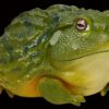 AHB Series 13 / Pyxicephalus Adspersus - African Bullfrog / Frog