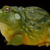 AHB Series 13 / Pyxicephalus Adspersus - African Bullfrog / Frog