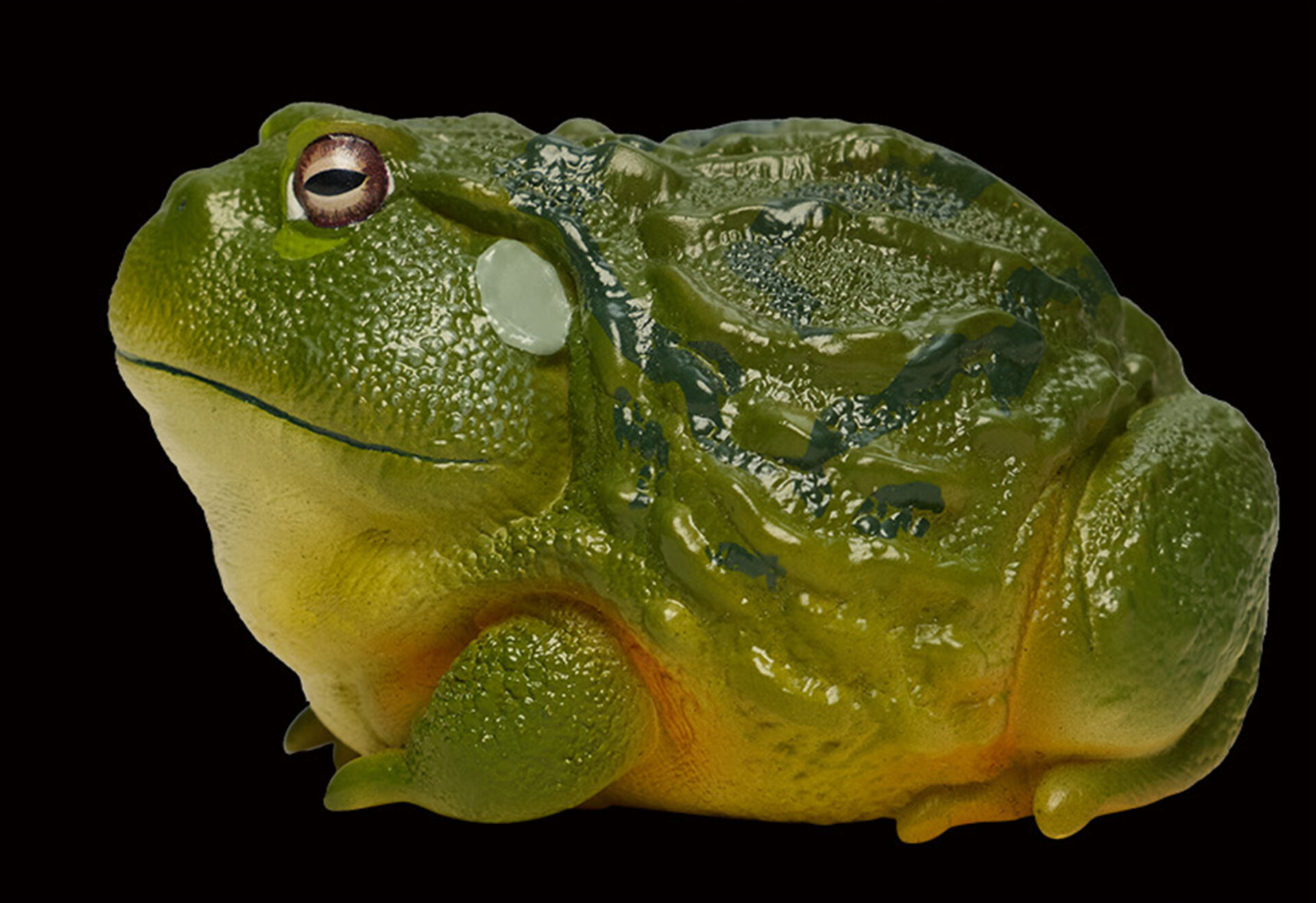 AHB Series 13 / Pyxicephalus Adspersus - African Bullfrog / Frog