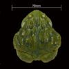 AHB Series 13 / Pyxicephalus Adspersus - African Bullfrog / Frog