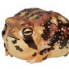 AHB Series 13 / Breviceps Adspersus - Common Rain Frog / Frog