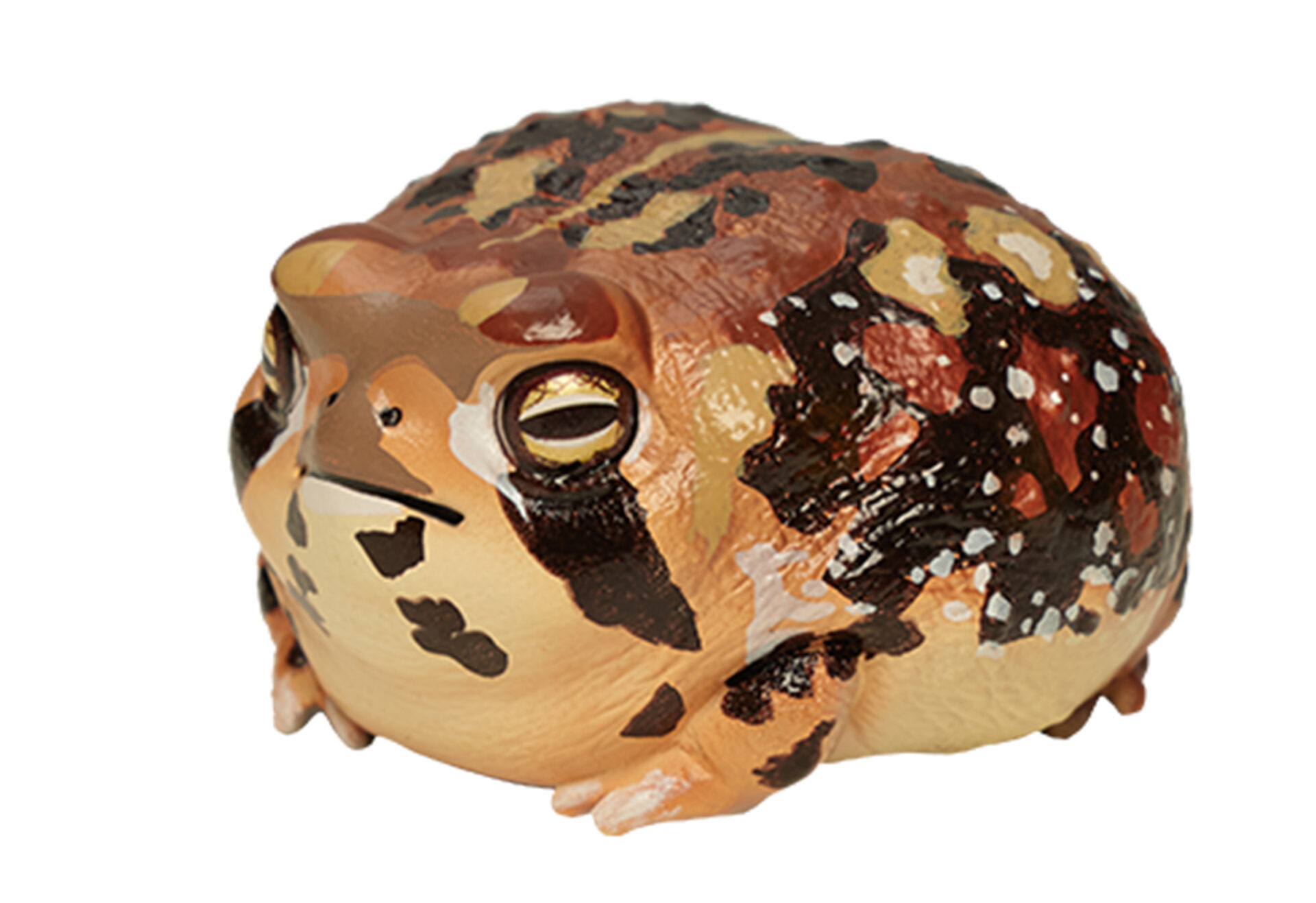 AHB Series 13 / Breviceps Adspersus - Common Rain Frog / Frog