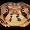 AHB Series 13 / Breviceps Adspersus - Common Rain Frog / Frog