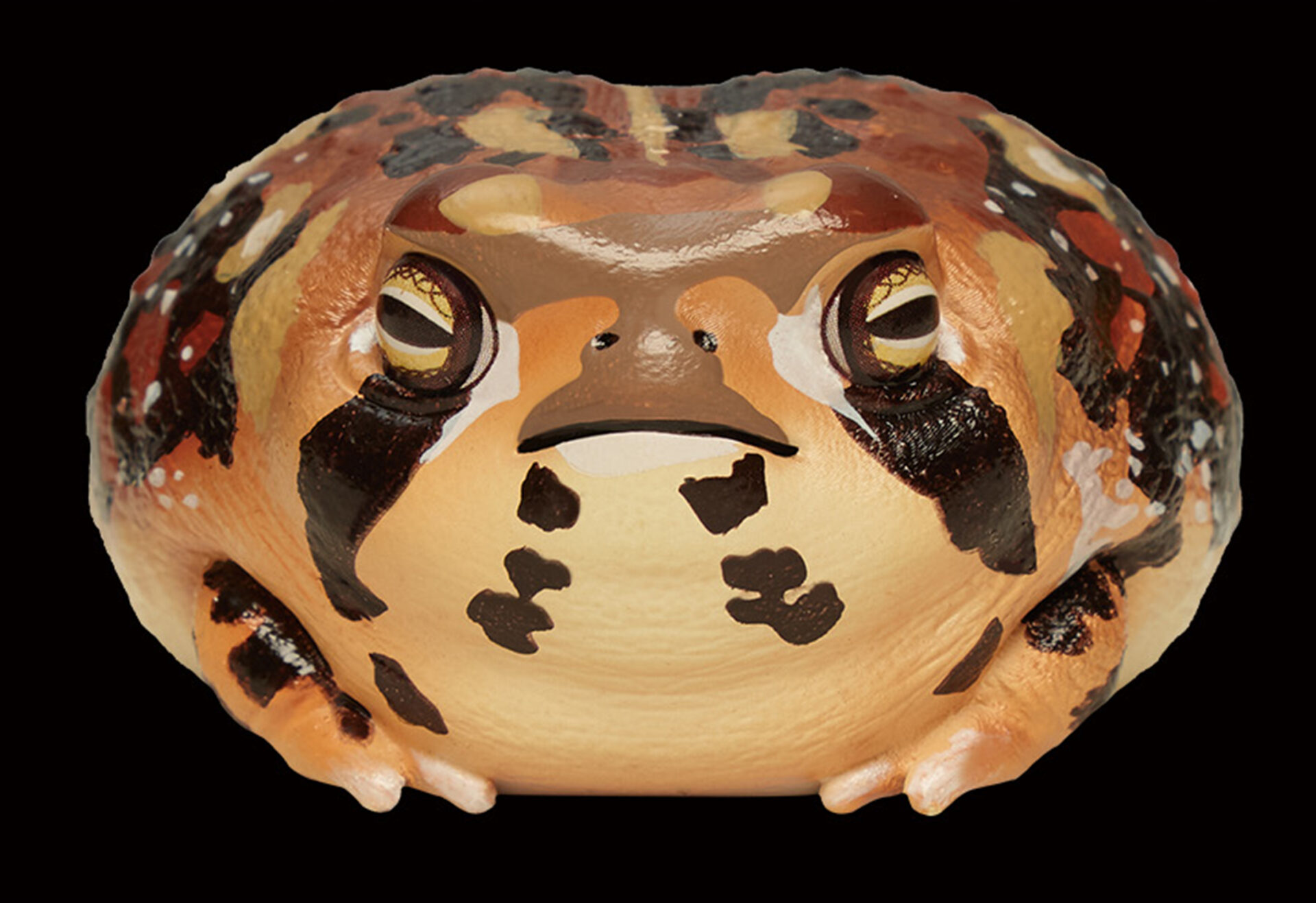 AHB Series 13 / Breviceps Adspersus - Common Rain Frog / Frog