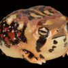 AHB Series 13 / Breviceps Adspersus - Common Rain Frog / Frog