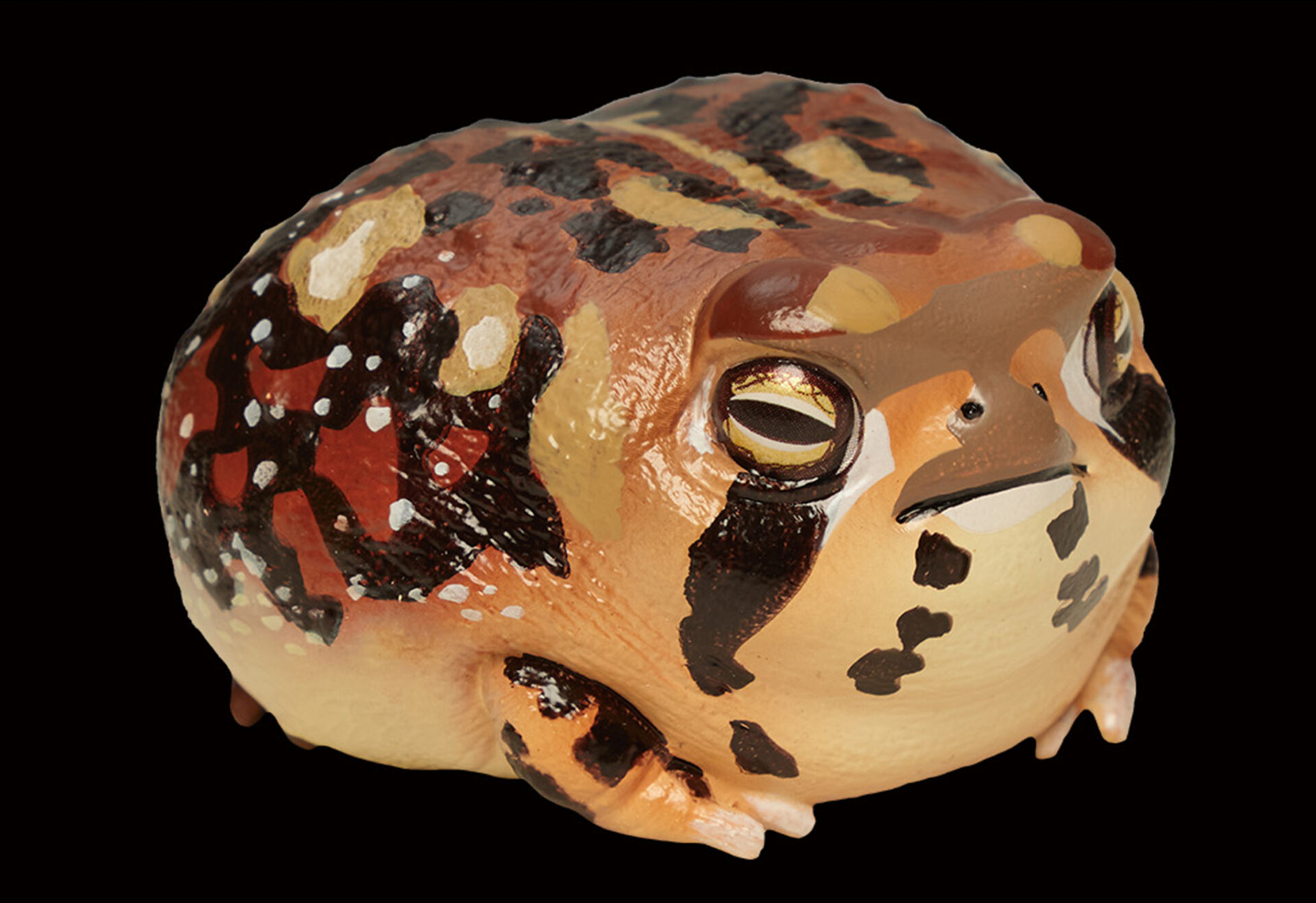 AHB Series 13 / Breviceps Adspersus - Common Rain Frog / Frog