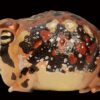 AHB Series 13 / Breviceps Adspersus - Common Rain Frog / Frog