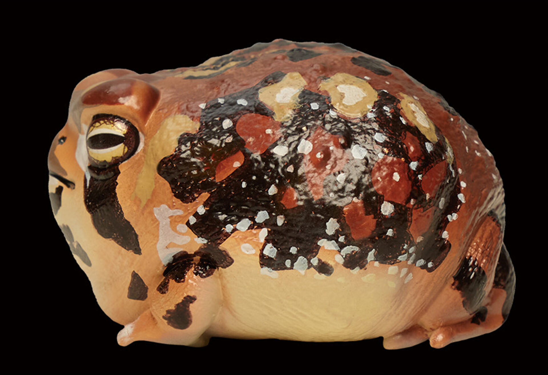 AHB Series 13 / Breviceps Adspersus - Common Rain Frog / Frog