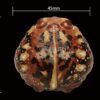 AHB Series 13 / Breviceps Adspersus - Common Rain Frog / Frog