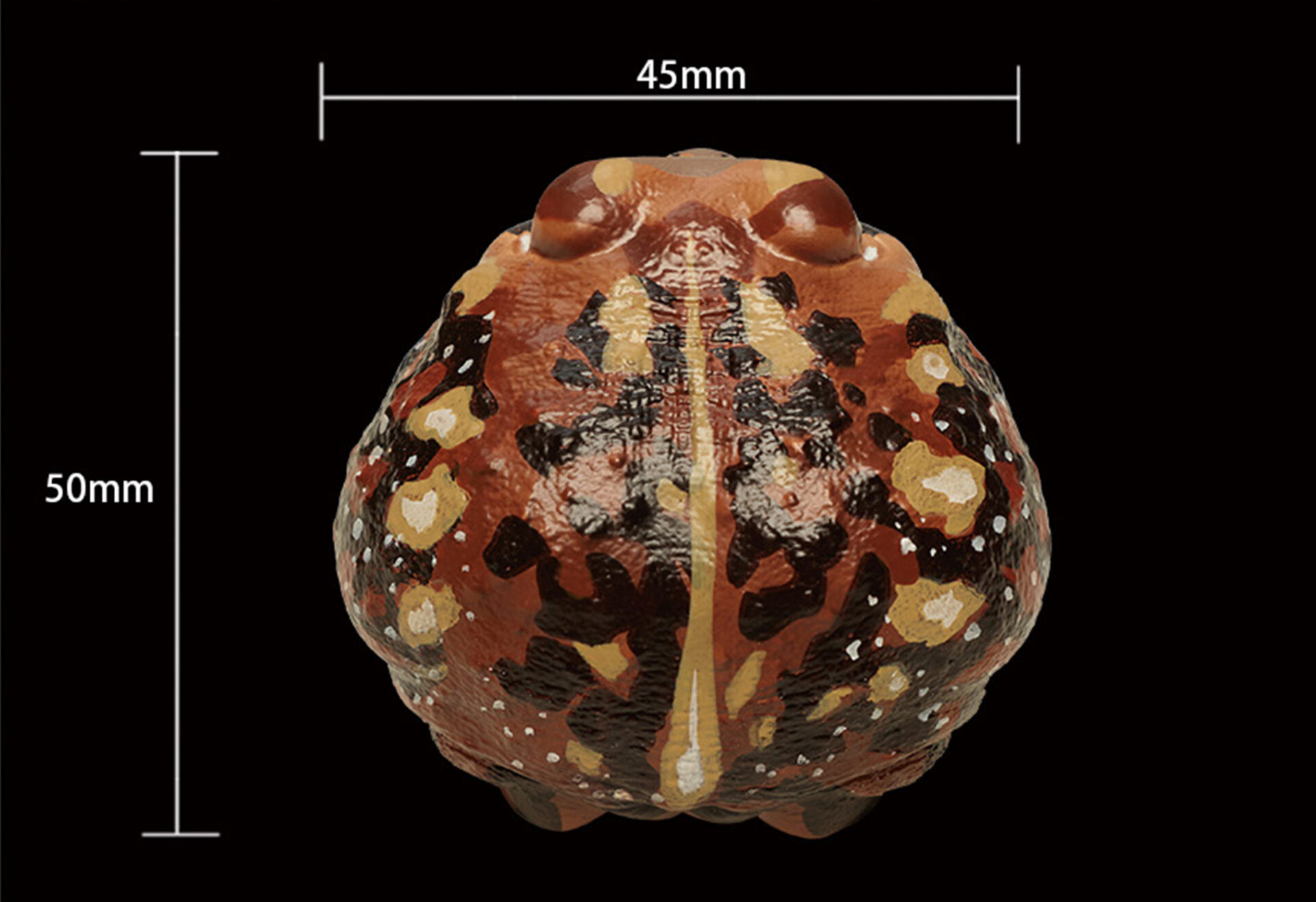 AHB Series 13 / Breviceps Adspersus - Common Rain Frog / Frog