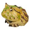 AHB Series 13 / Ceratophrys Cornuta - South American Horned Frog (Tricolor) / Frog
