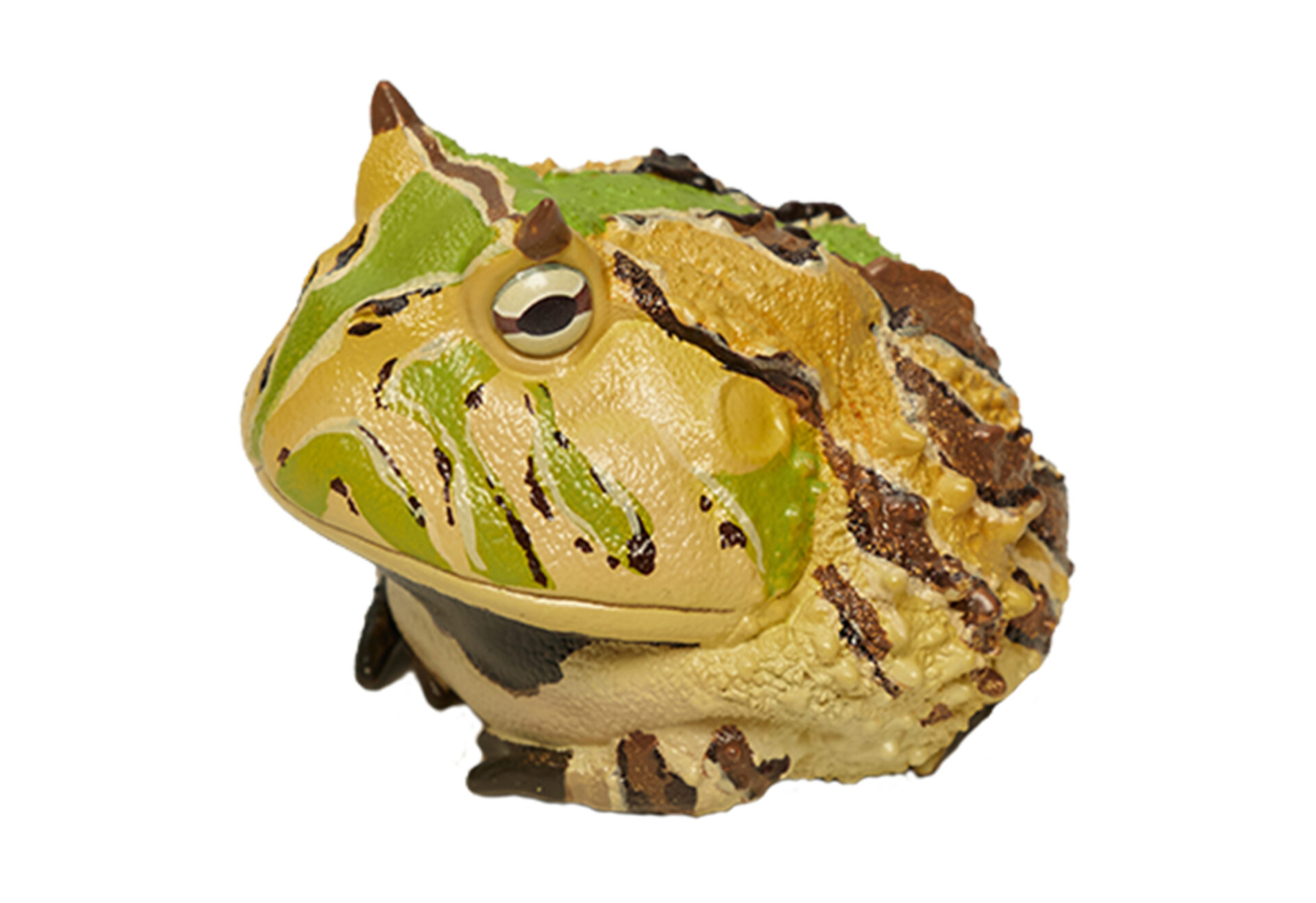 AHB Series 13 / Ceratophrys Cornuta - South American Horned Frog (Tricolor) / Frog