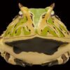 AHB Series 13 / Ceratophrys Cornuta - South American Horned Frog (Tricolor) / Frog